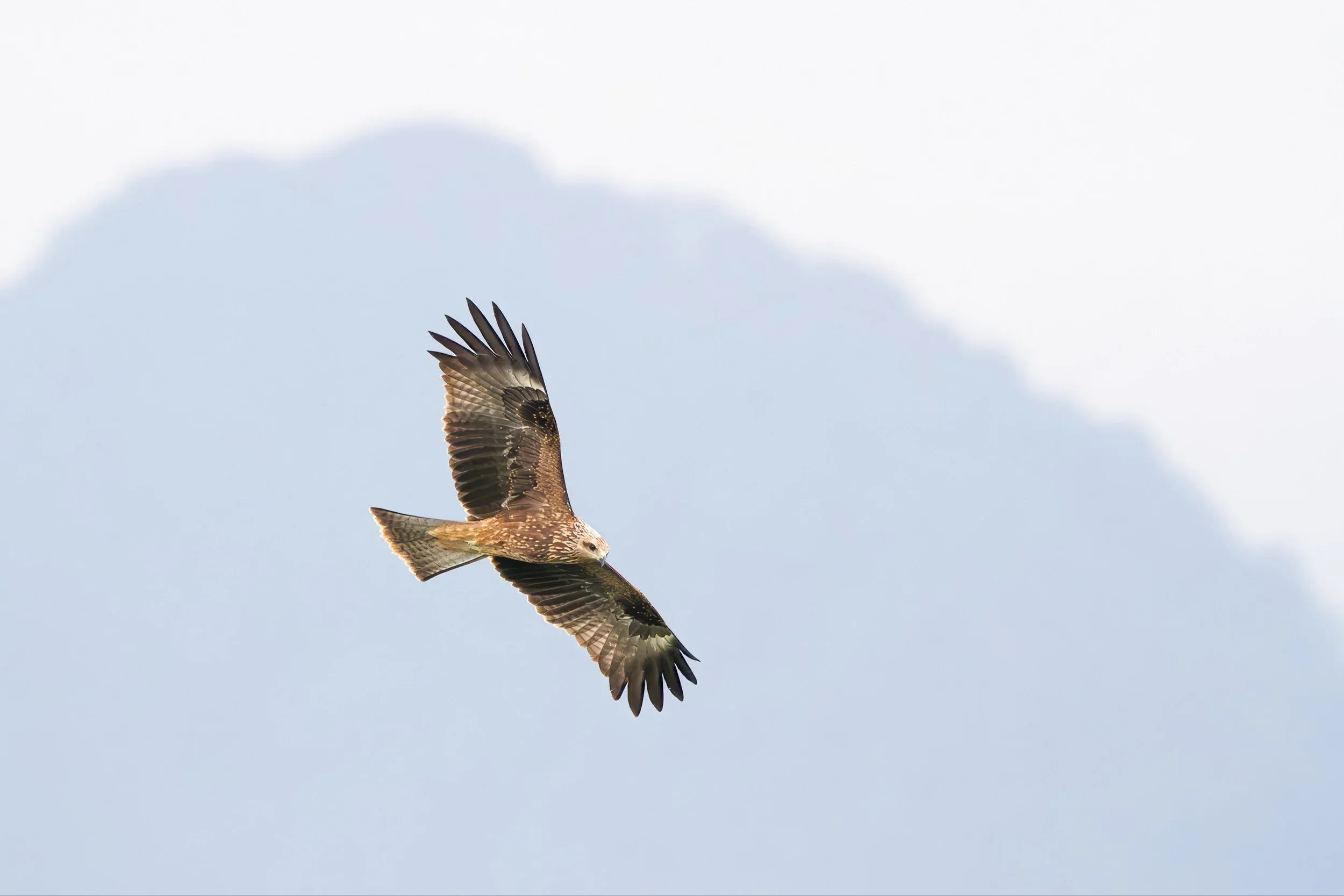 A juvenile Black Kite
