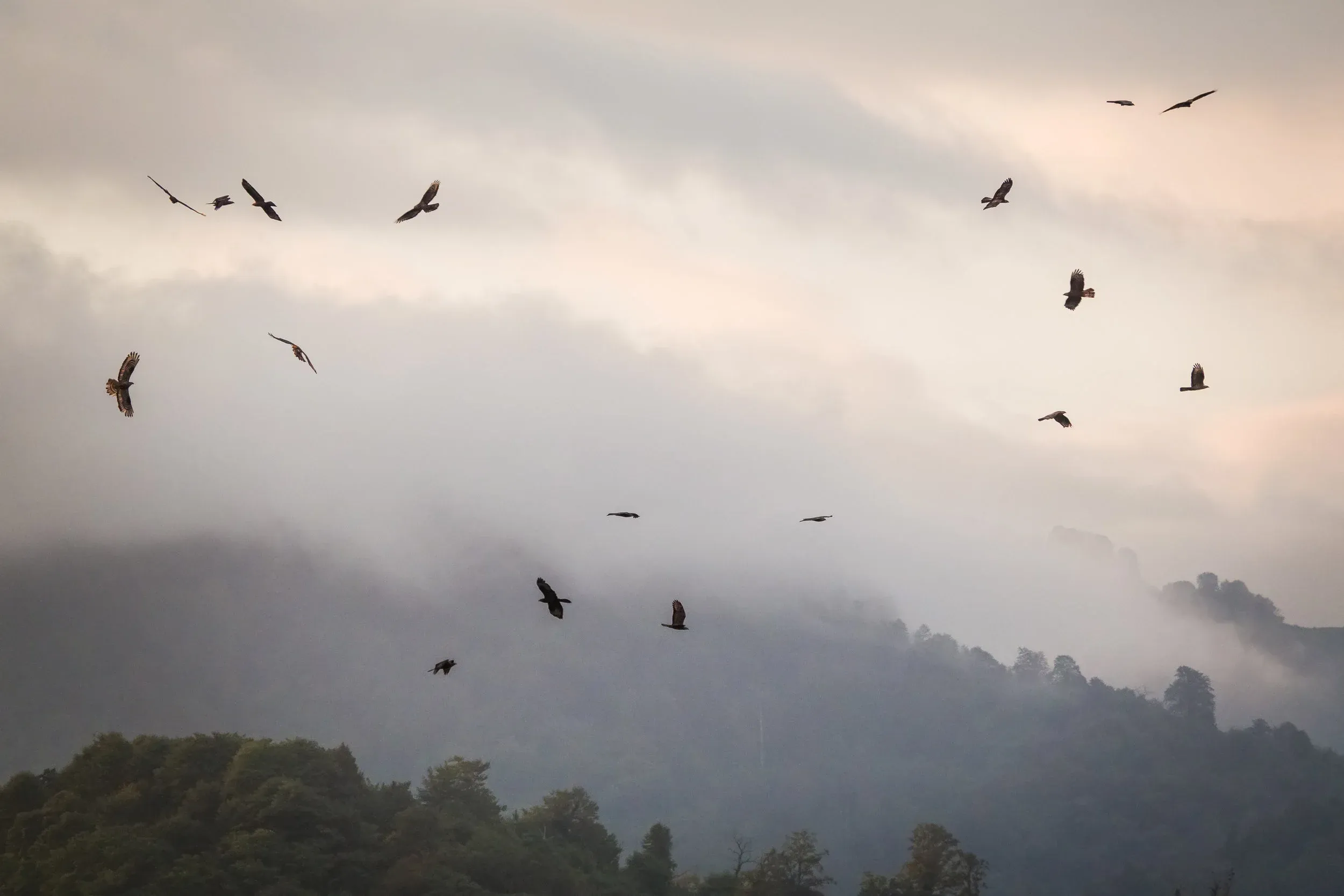 At the peak of their passage, Honey Buzzards start migrating already early in the day. Photo: Juho Jolkkonen.