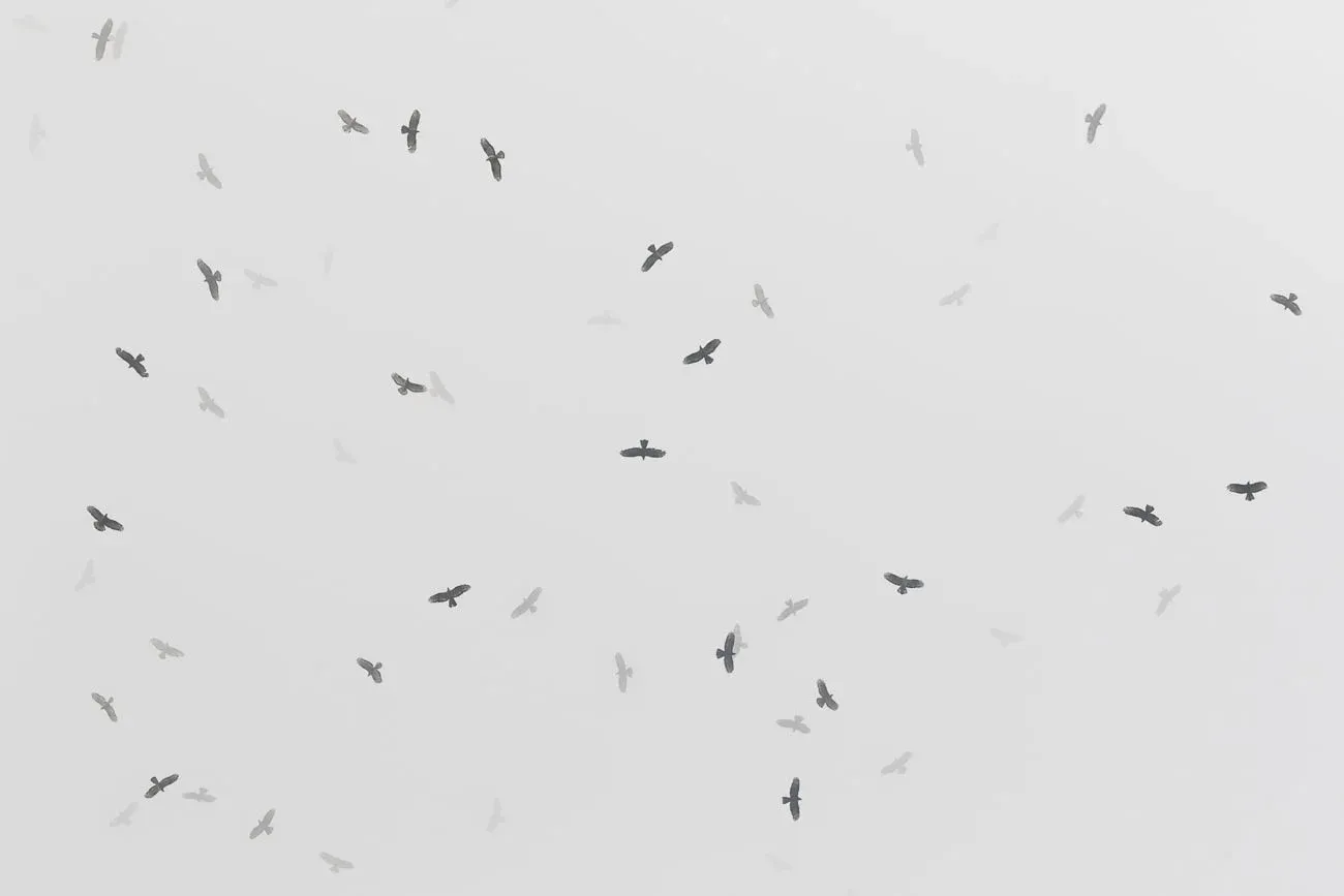A kettle of Honey Buzzards disappearing in the clouds, a regular sight in the Batumi bottleneck