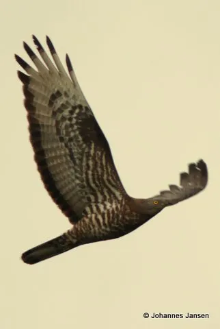 An adult Honey Buzzard makes it’s way south…