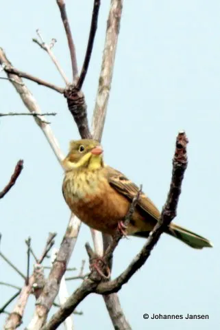 Many migrating passerines like this Ortolan Bunting stop for a quick break in the tree tops around the counting stations