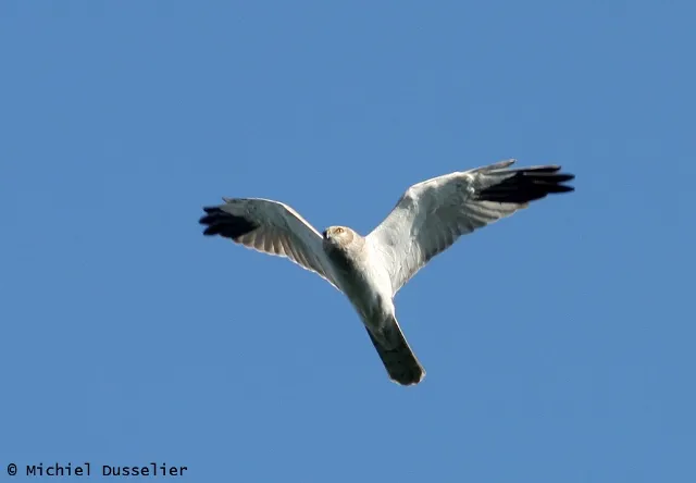 Adult male Pallid Harrier - Circus macrourus