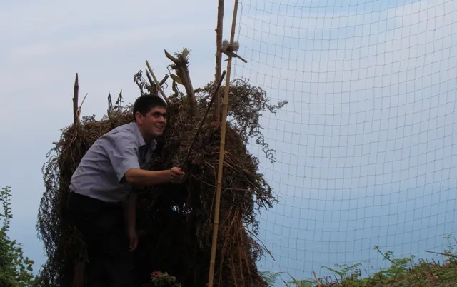 Bazjeeri demonstrating the technique for trapping Sparrowhawks whereby a Red-backed Shrike is forced to dance behind a carefully constructed net