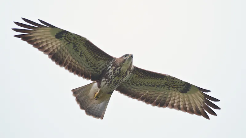 A juvenile Steppe Buzzard. This species continues to migrate far into October