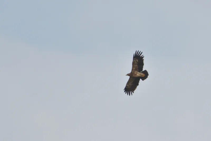 A Lesser Spotted and a Steppe Eagle. In Batumi we daily see fair numbers of Steppe, Lesser and Greater Spotted Eagle. Photos by Freek Verdonckt.