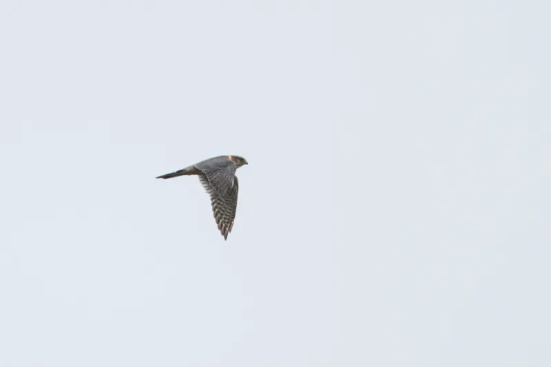 A Merlin, one of the late-season species
