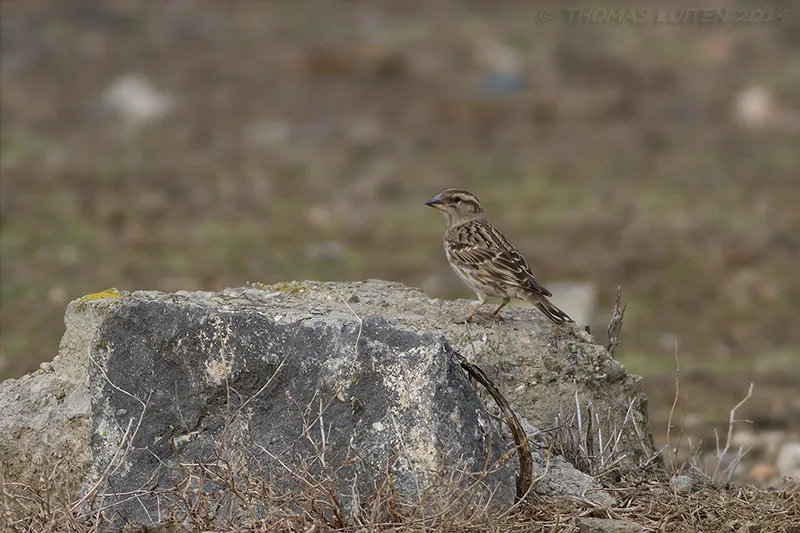Rock Sparrow