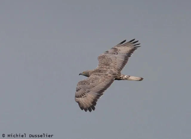An adult male Honey Buzzard - Pernis apivorus