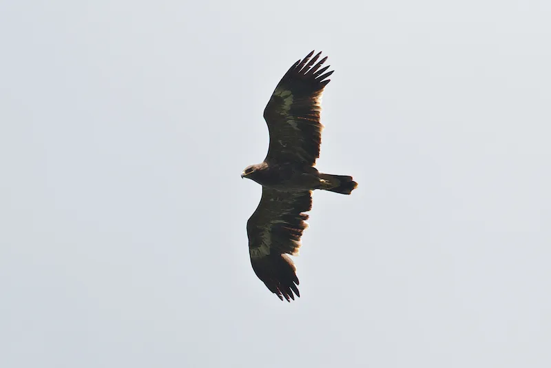 Steppe Eagles - Aquila nipalensis - like this immature bird are always an impressive sight