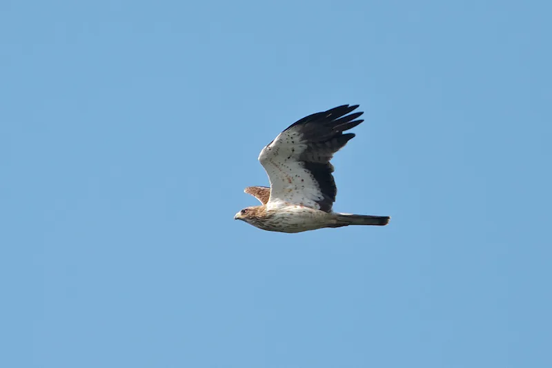 A typical light phase Booted Eagle - Aquila pennata - which typically migrate along a narrow coastal route
