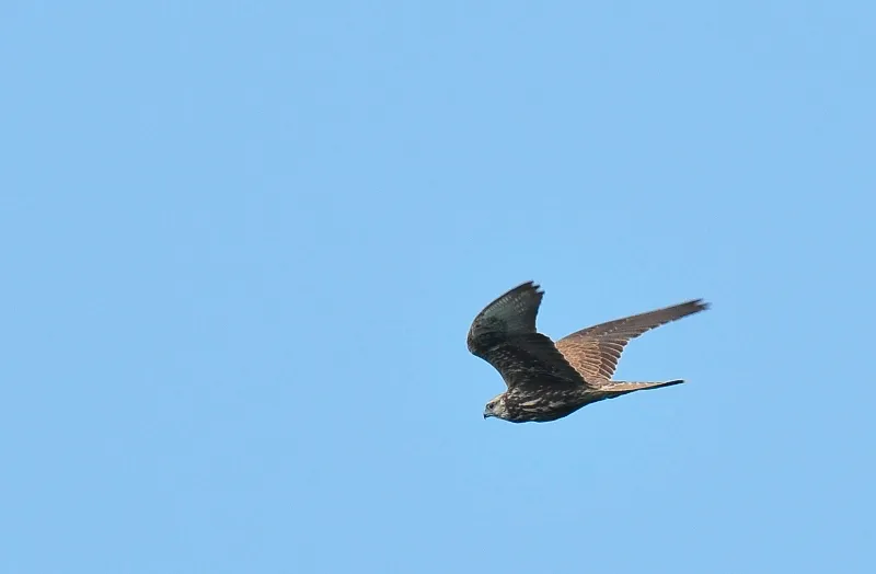 Saker Falcon - Falco cherrug