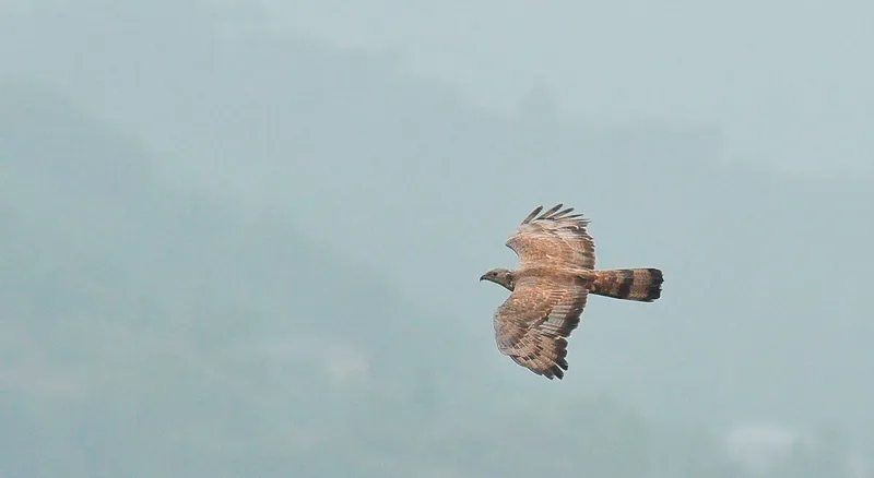Adult male Oriental Honey Buzzard - Pernis ptylorhynchus
