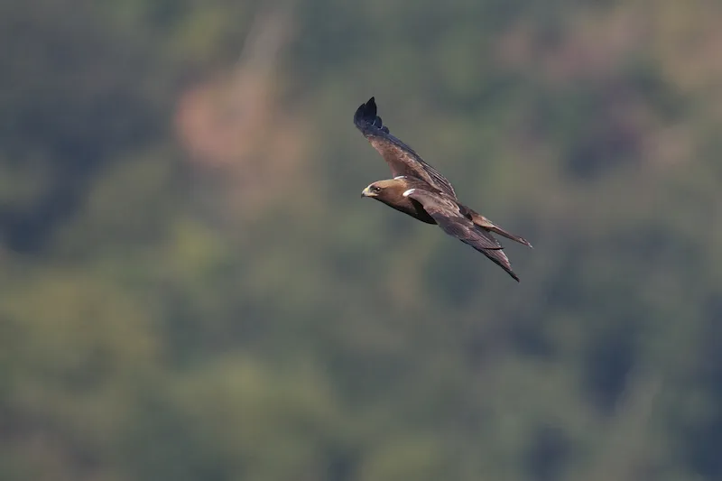 Even the dark phase of Booted Eagle - Aquila pennata - is often distinguished from far away by the clear presence of the diagnostic ´landing lights´ on it´s shoulders. We should currently be seeing the last individuals of this species in Batumi