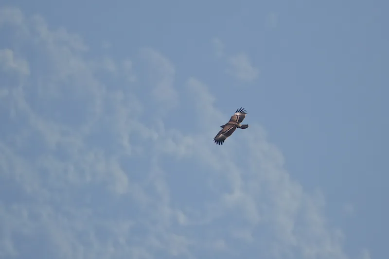 A juvenile Lesser Spotted Eagle - Aquila pomarina - with subtropical forest in the background ... typical Batumi migration