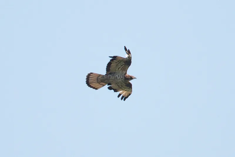 A strange moulting pattern? No, this Honey Buzzard Pernis apivorus fell victim to shooting further north of Batumi but was