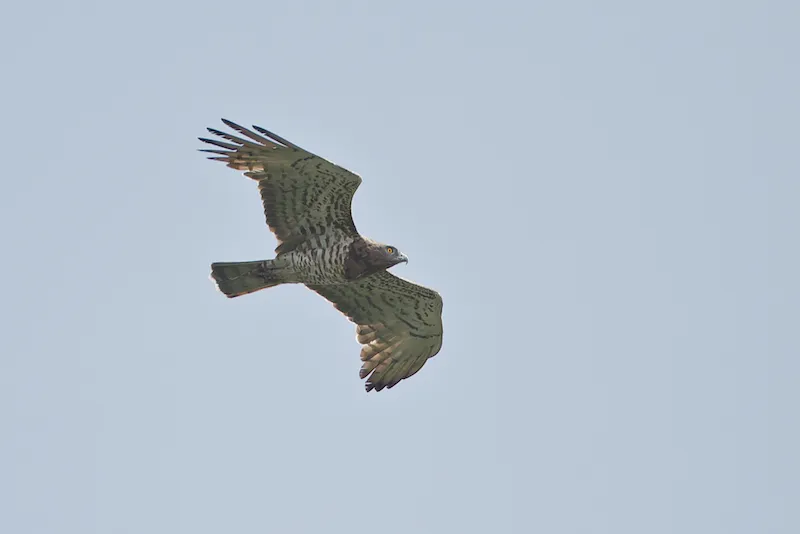 Luckily the vast majority of birds like this Short-toed Eagle make it through the bottleneck unharmed, though on Sept 29th one shot individual of this species was found with hunters near station Makhinjauri
