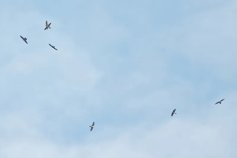 An adult male, adult female and part of a flock of Red-footed Falcons. About 1,500 were seen on a single day. Photos by Freek Verdonckt