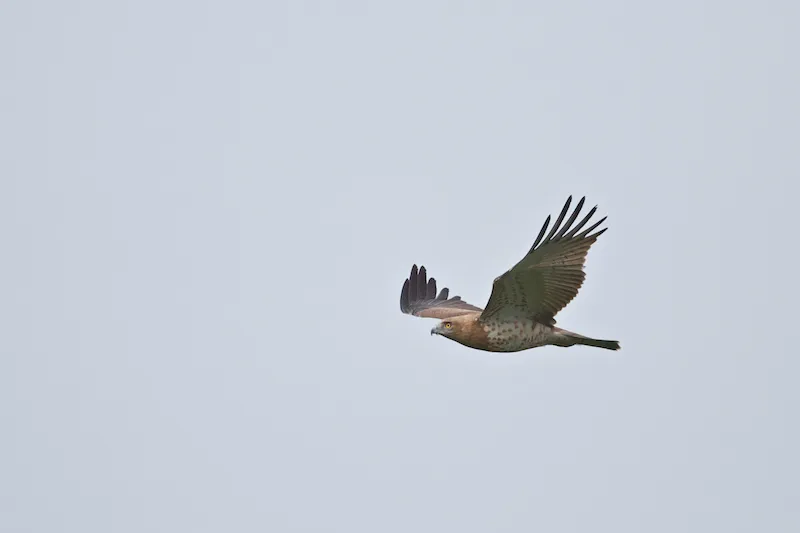 Short-toed Eagle - always fun!