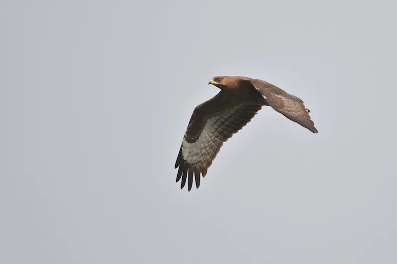 One of the last Honey-buzzards. Juveniles typically migrate later than adults