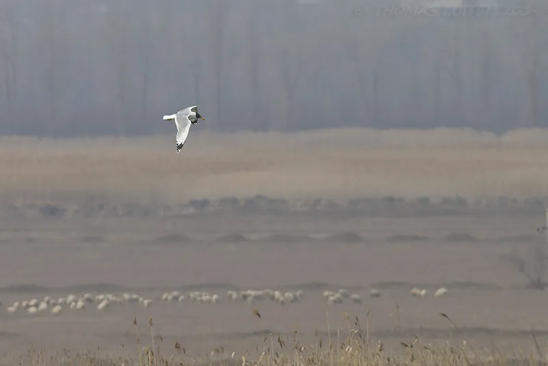 Pallas’ Gulls