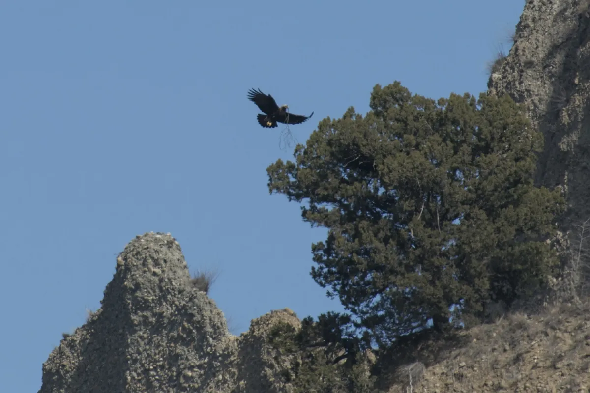 Imperial eagles were busy building nests