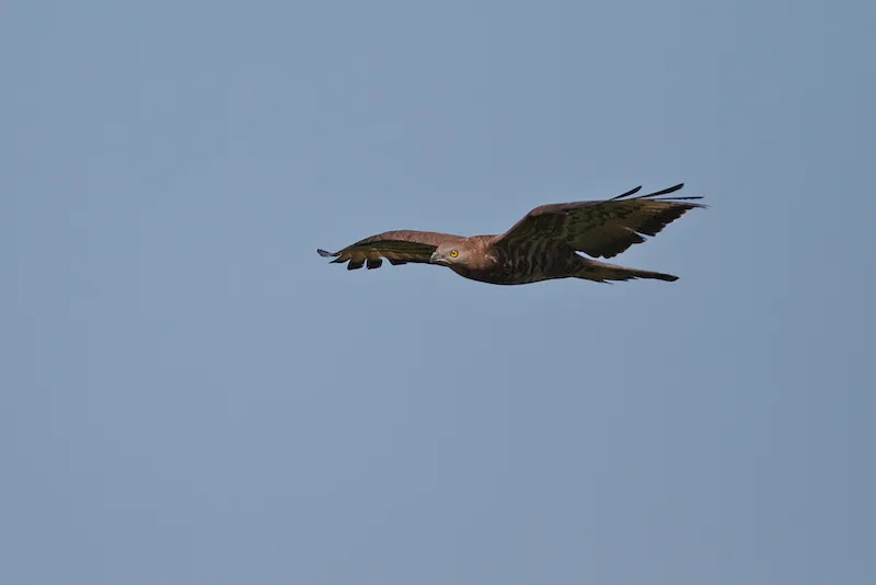 Honey Buzzard - Pernis apivorus