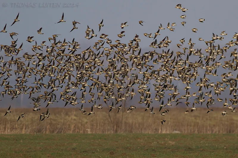 One of many flocks of Calandra larks in the area