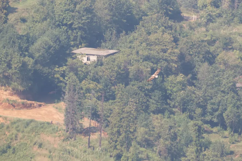This record shot of the 2nd fall White-tailed Eagle of this week gives a good added impression of how many birds can be studied from a variety of angles from the hilltops in Batumi