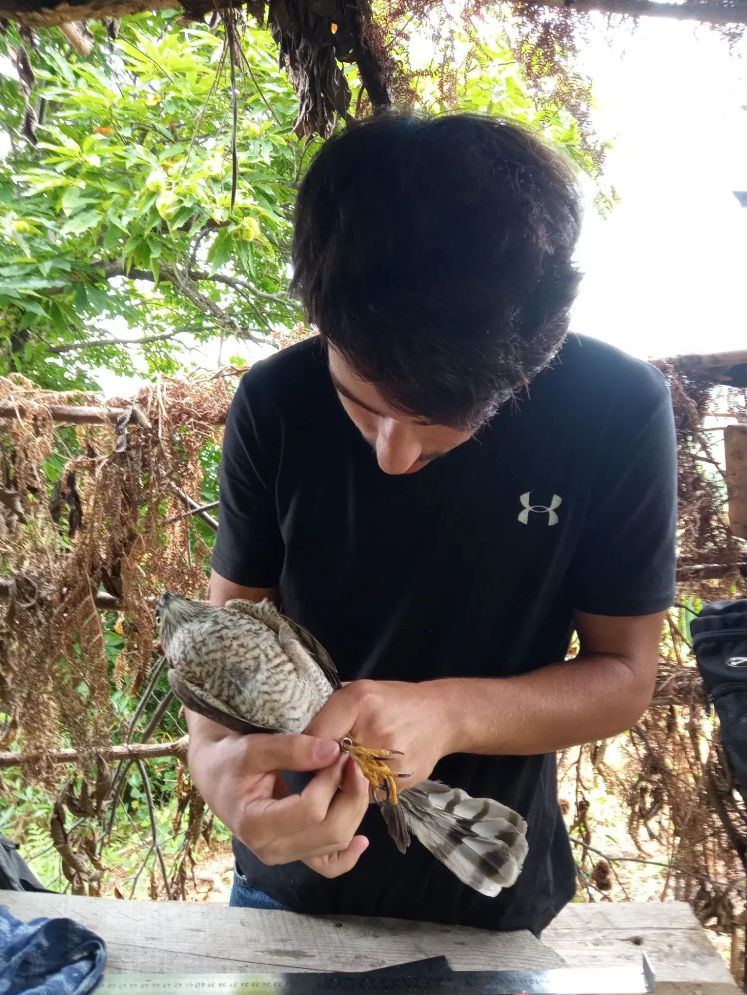 A young falconer from Poti ringing his first Eurasian Sparrowhawk. Sept 2021