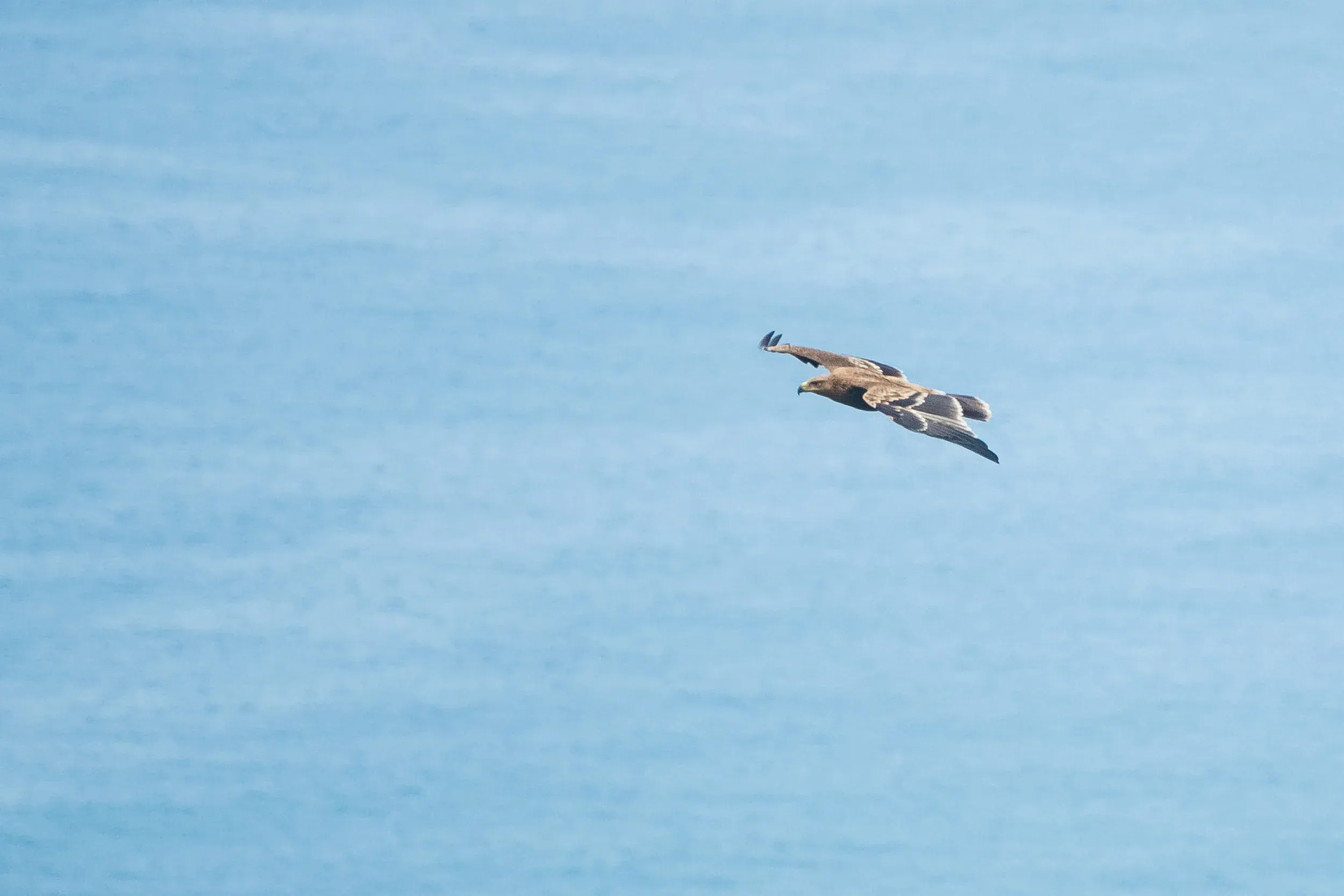 A juvenile Imperial Eagle passing Station 1 low and close. Photo: Juho Jolkkonen.