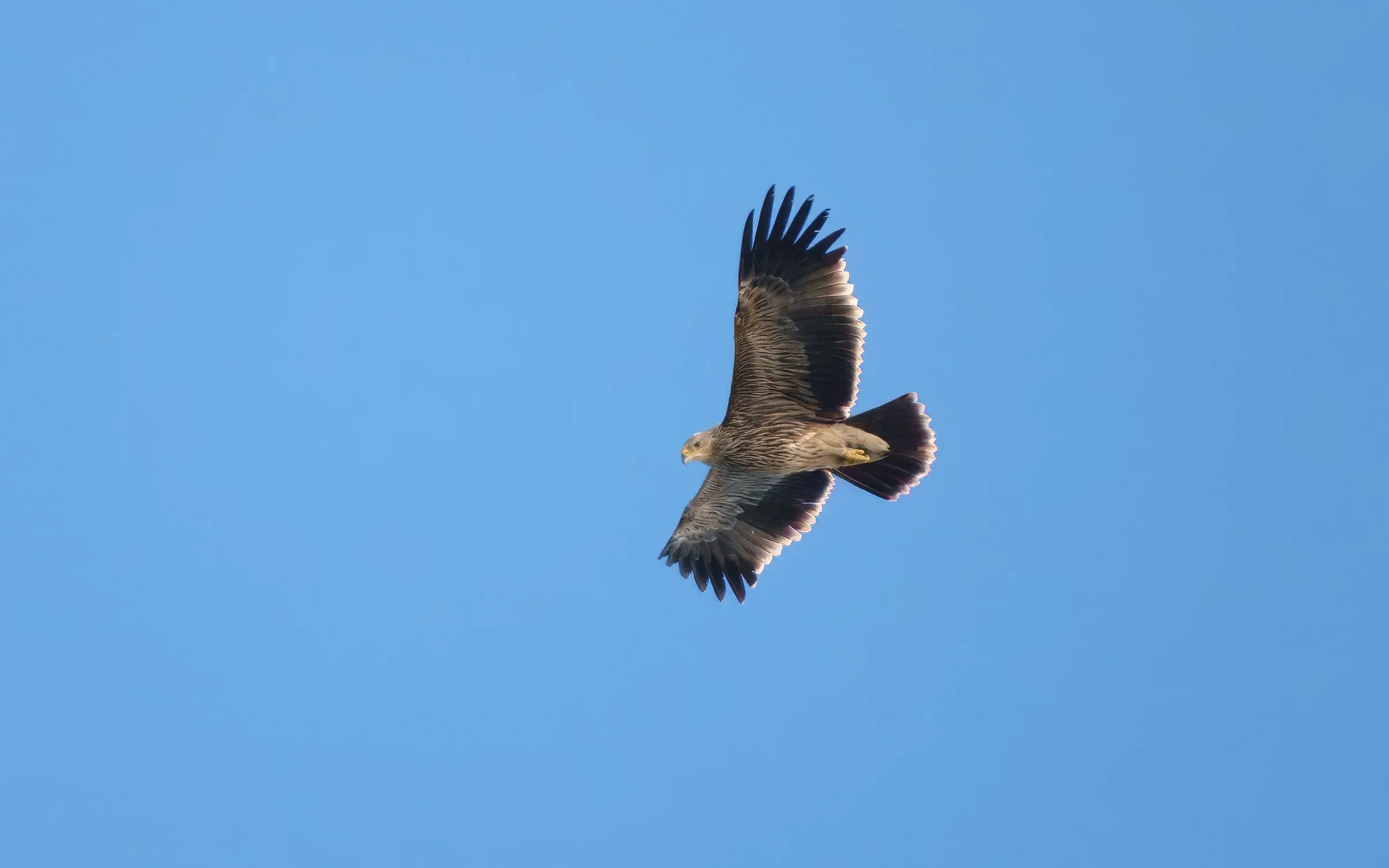 Within the streams of Steppe Buzzards we often see nice eagles — such as this juvenile Imperial Eagle
