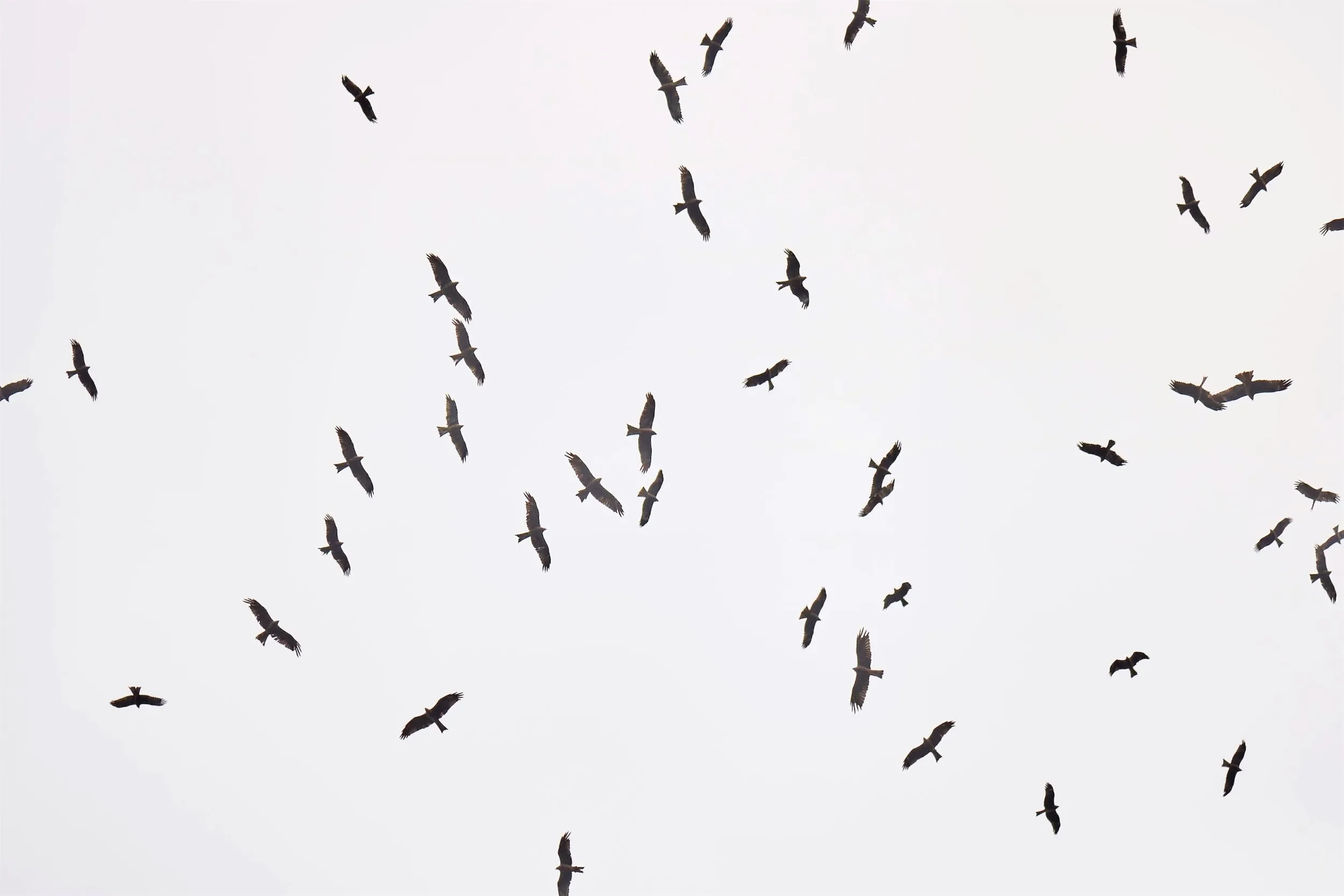 A large kettle of Black Kites during mid-September migration