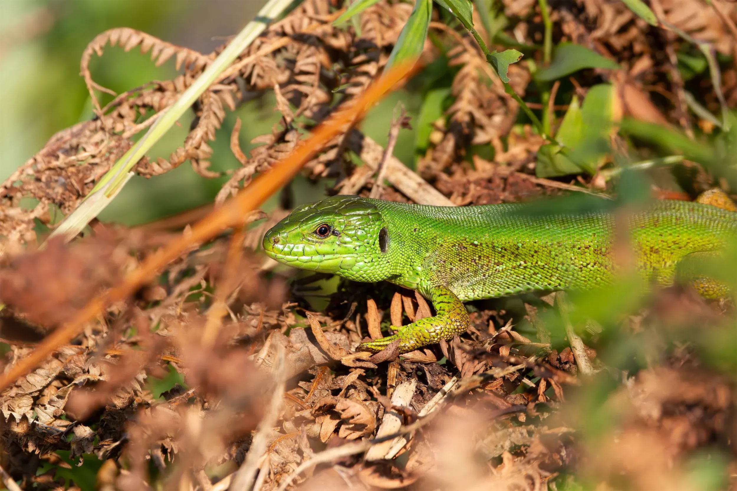 Caucasian Sand Lizard