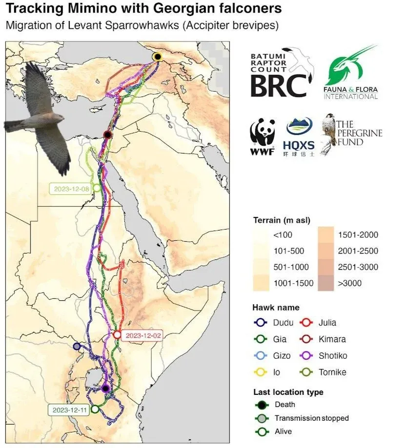 The map shows the routes and final locations of all the birds, along with the routes of Dudu and Gizo that were tagged and tracked in 2022, but whose data transmission stopped eventually.