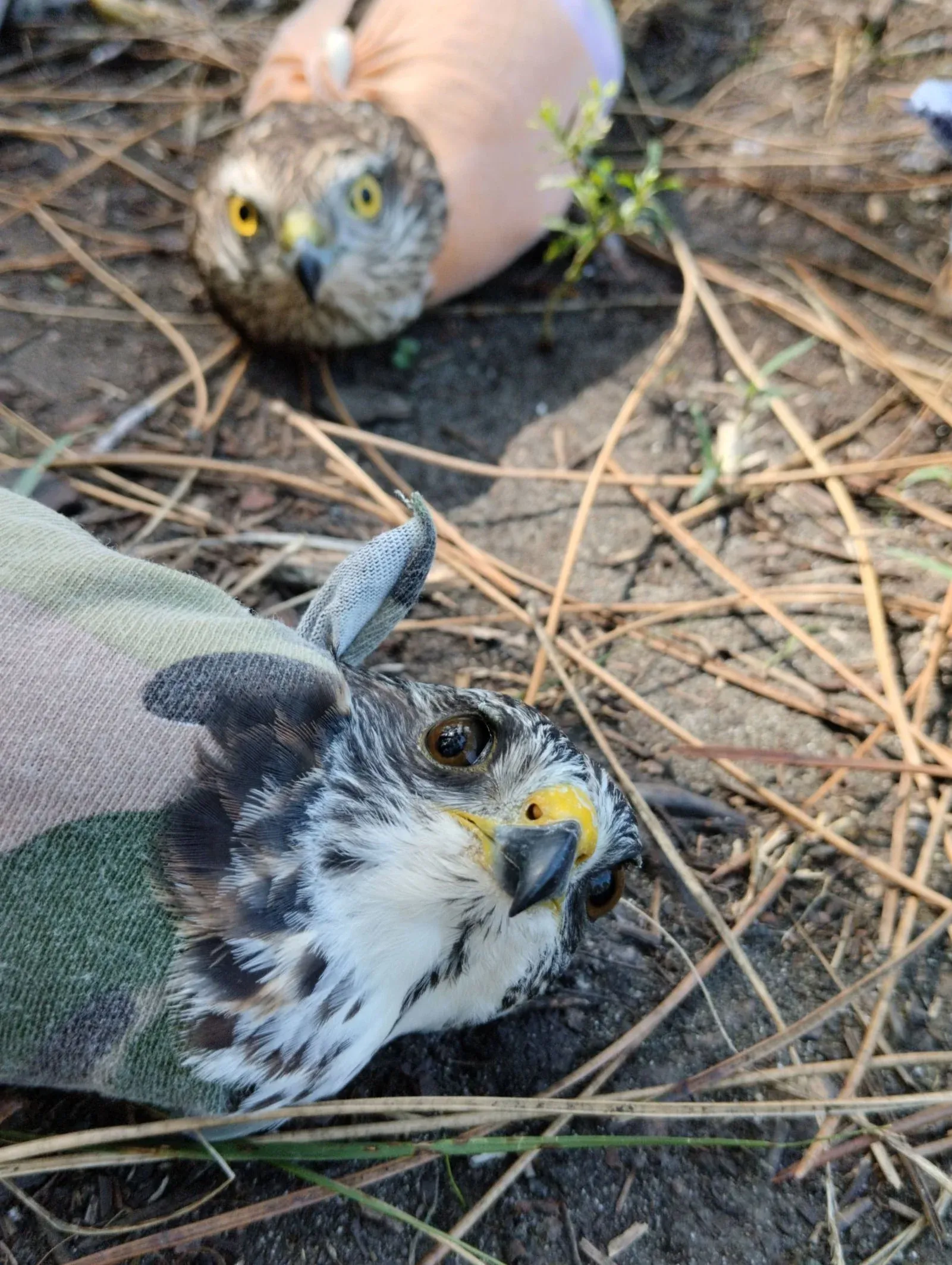 Levant Sparrowhawk Kimara
