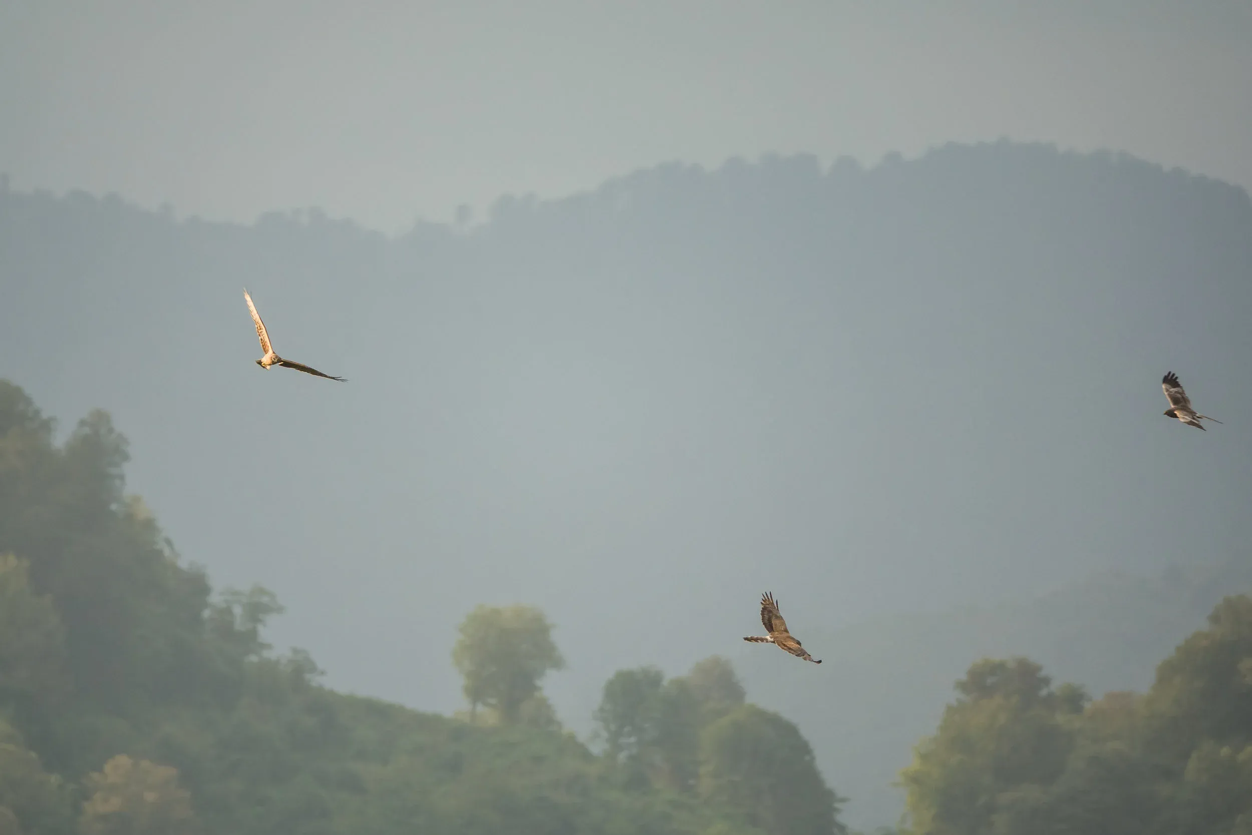 Always an enjoyable and adrenaline-filled moment: a flock of harriers! Photo: Juho Jolkkonen.