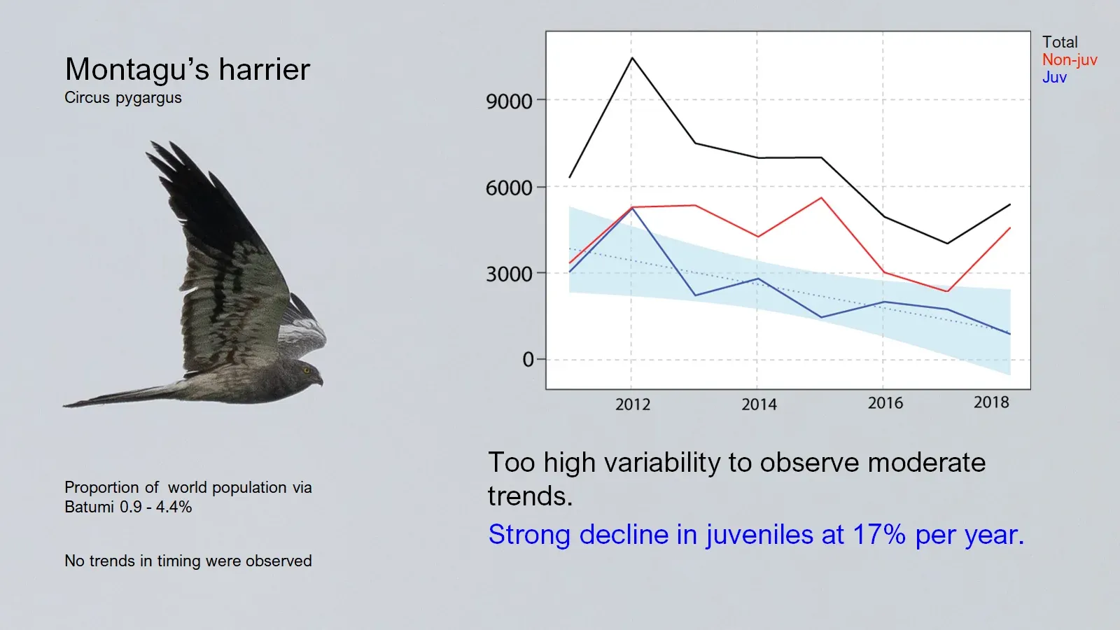 2011-2018 observations show a strong decline in juveniles of Montagu’s Harrier.