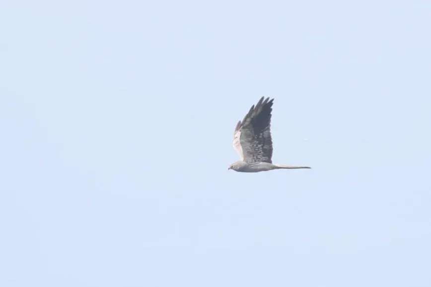 Montagu’s harrier, immature male. Primaries 1-7 are new as well as secondaries S1 and S5