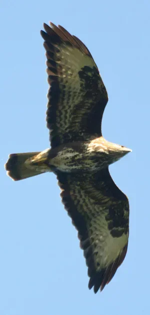 A large stream of migrating raptors passing over the Batumi bottleneck during the 2012 autumn season