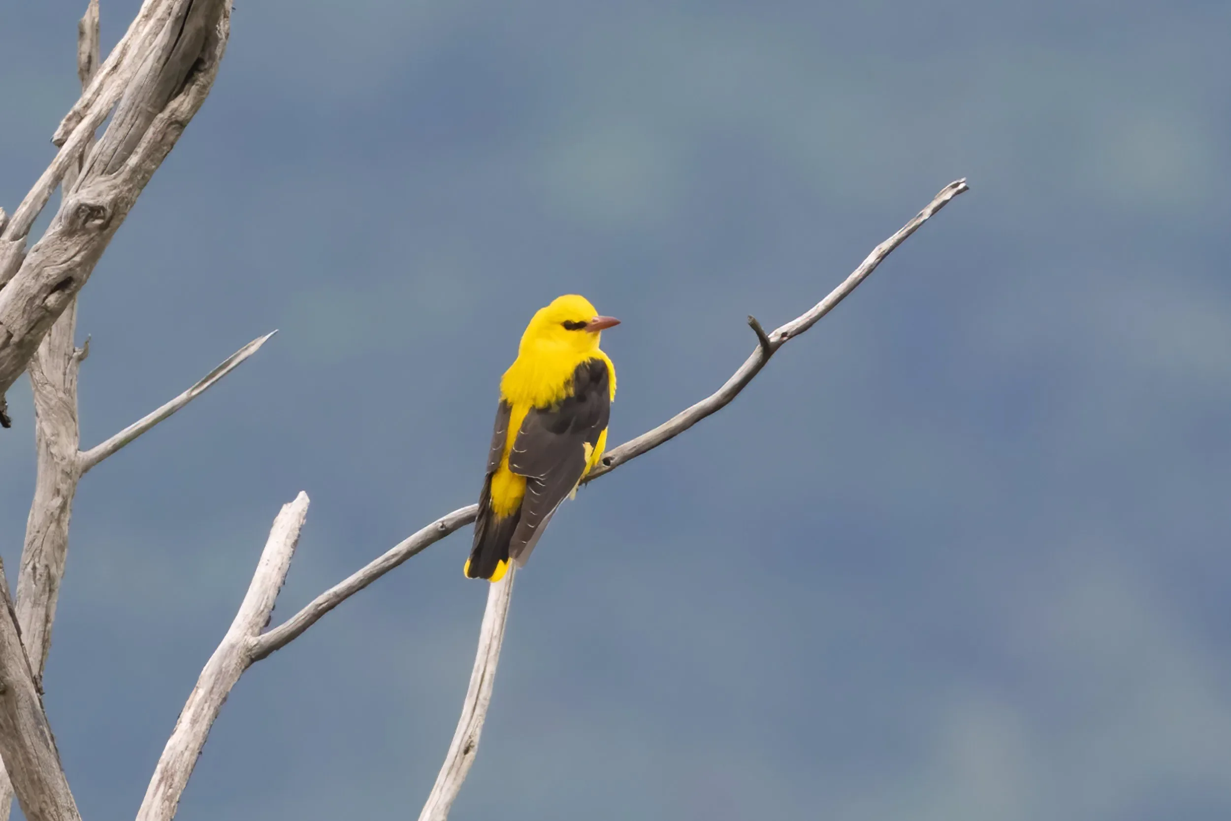 A Golden Oriole seen up close near the stations