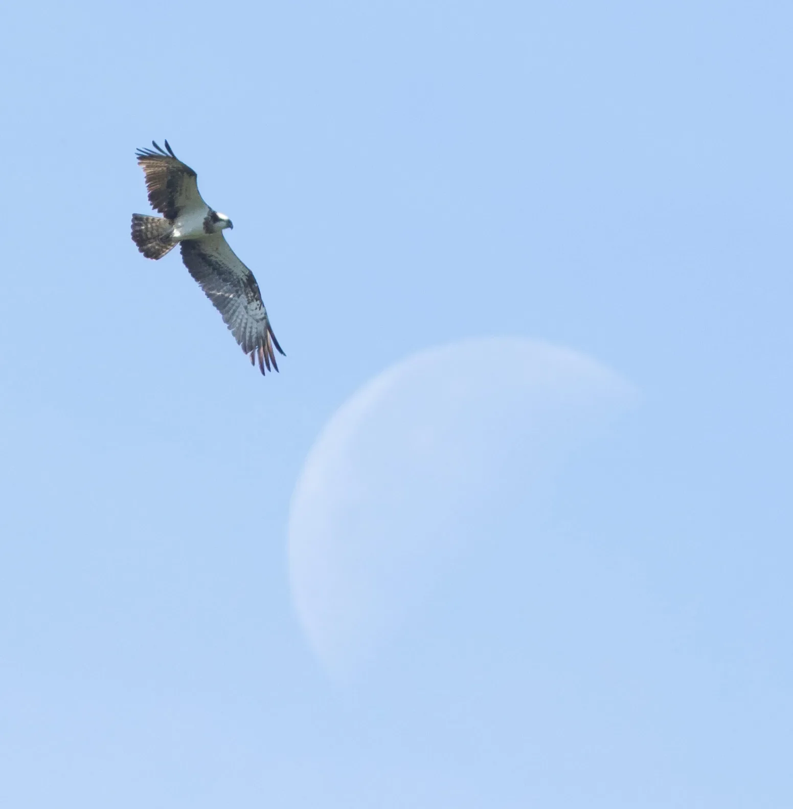 Osprey reaching lunar heights