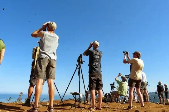 Visitors and volunteers enjoy the raptor spectacle overhead