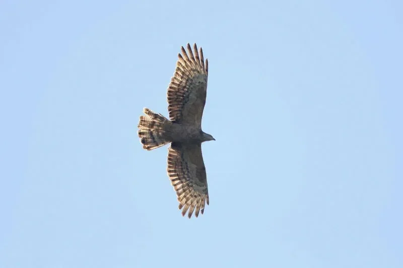 Adult female Crested Honey Buzzard 17 Sep