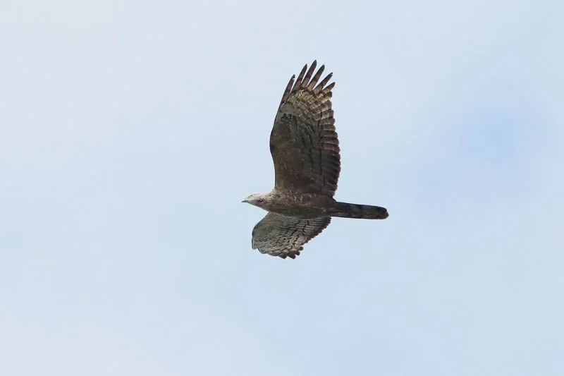 Adult female Crested Honey Buzzard 18 Sep