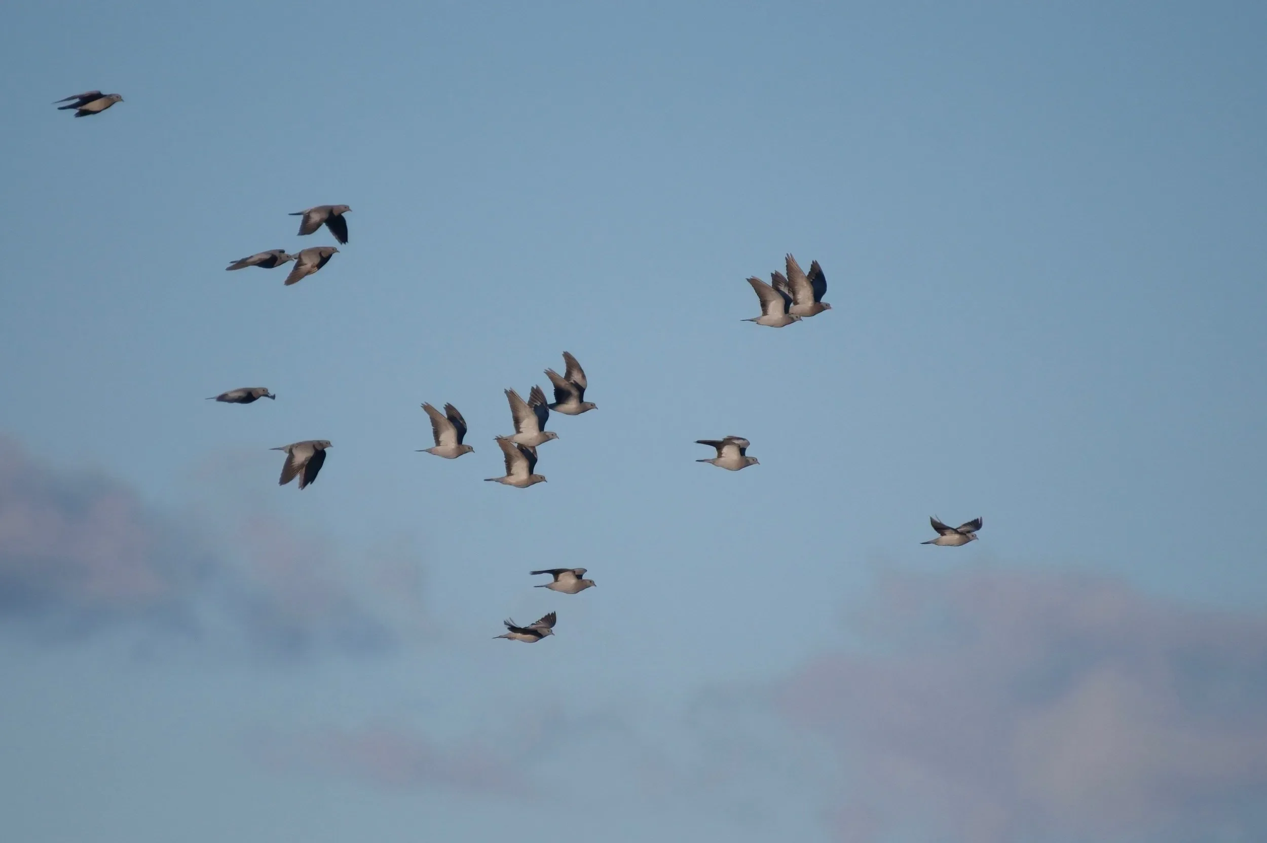 A small flock of Stock Doves passing the stations