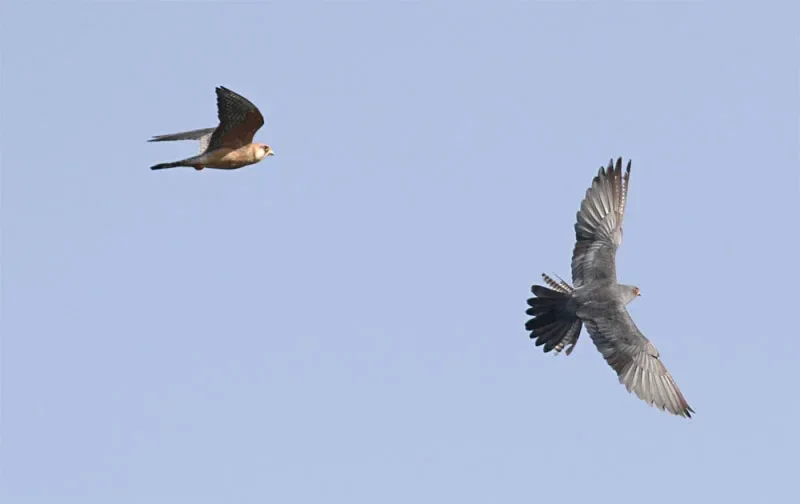 Great show put up by a flock of Red-footed Falcons