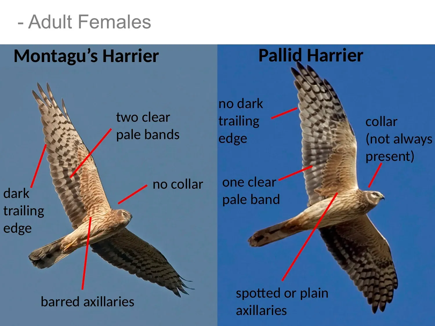 Figure 3. Ageing of female Harriers can be challenging and distant birds can be hard to distinguish from juvenile birds under poor visibility. Thus, we record birds as female colored, when they appear to be either in juvenile or female plumage.