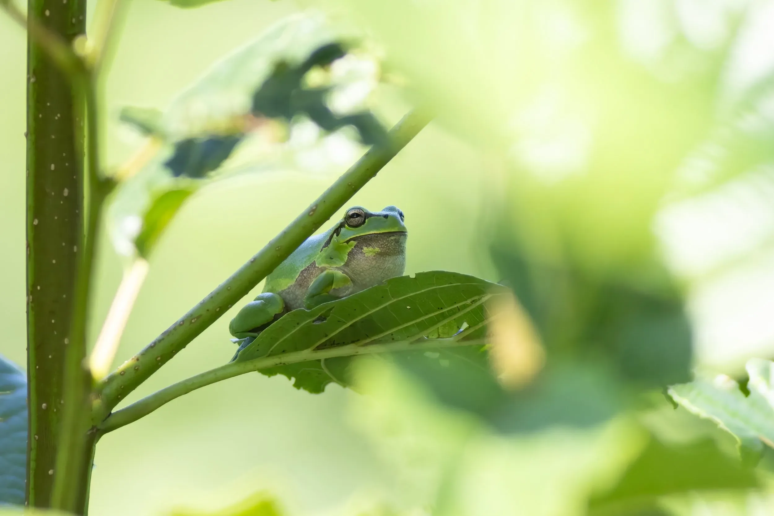 A tiny Tree Frog near one of the stations