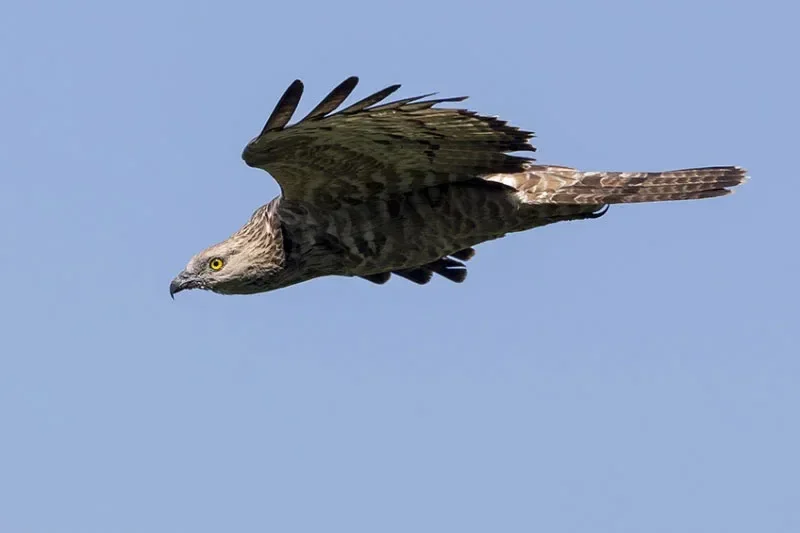 Adult female Honey Buzzard