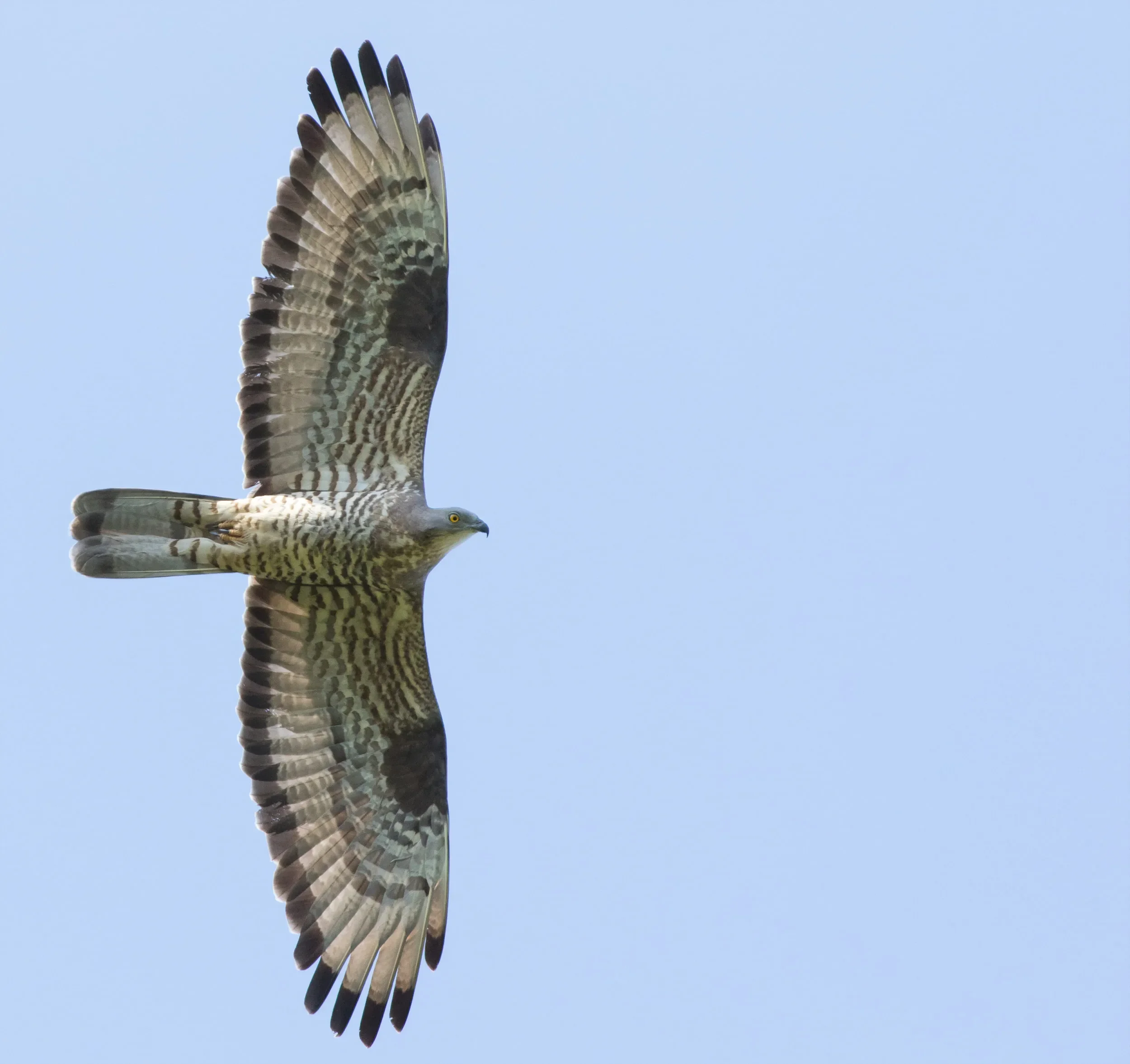 Honey Buzzard